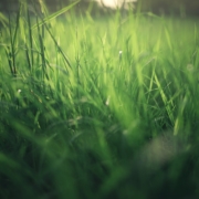 Gras