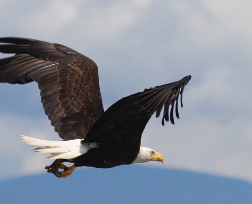 Adler